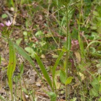 Common Centaury